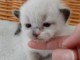 jolie portee de chaton Ragdoll loof