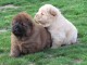 Magnifiques Chiots Chow Chow Pure Race Pedigree