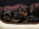 Superbes Chiots Yorkshire Terrier Pure Race