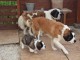 Magnifiques Chiots Saint Bernard Pure Race