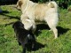 Magnifiques Chiots Carlin Pure Race 