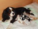 Adorables Chiots Cavaliers King Charles Pure Race