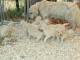 Magnifiques Chiots Golden Retriever Pure Race