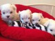 Portée de 4 chiots Bichon Maltais