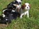 Chiots cavalier king charles poil long