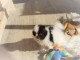 Bébé chiens Spitz Nain 