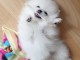Magnifiques chiots Spitz Nain 