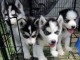 Donne en adoption superbes chiots type Husky Siberien 