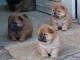 Chiots chow chow tres beau gabarit a donner