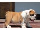 Chiots type bulldog anglais non lof