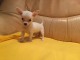 5 beaux chiots du type chihuahua, non L.O.F.