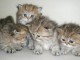 ADORABLES CHATONS PERSAN NON LOOF