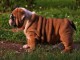 jolie portee de chiot BULLDOG ANGLAIS lof