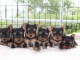 Chiots YORKSHIRE TERRIER Pure Race inscrits au LOF,