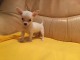 magnifique chiot CHIHUAHUA LOF