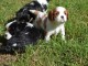 Chiots de race CAVALIER KING CHARLES lof ont trois mois,