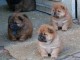 Chiots type CHOW CHOW anglais non lof