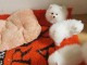 Magnifiques chiots Spitz Nain recherchent un petit nid douillet 