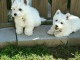 Adorables chiots westie