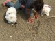 Adorables chiots westie