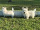 Adorables chiots westie