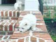 Adorables chiots westie