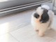 Adorables chiots Spitz Nain 