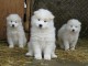 Chiots samoyede inscrits au lof