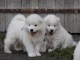 Chiots samoyede inscrits au lof a donner