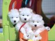 Chiots samoyede inscrits au lof