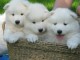 Chiots samoyede inscrits au lof