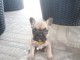 Vend petit chiot Bouledogue Français