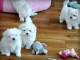 Chiots bichon maltais disponibles