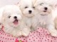 Chiots bichon maltais disponibles