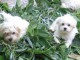 Chiots bichon maltais disponibles