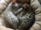 magnifiques chatons bengal a donner 