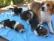 Superbes Chiots Beagle Pure Race