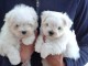 Adorables Chiots Bichon Maltais Pure Race 