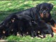 Magnifiques Chiots Rotweiller Pure Race