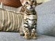 adoption chatons bengal  