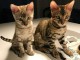 adoption chatons bengal  