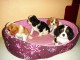 Chiots cavalier king charles lof