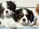 Chiots cavalier king charles lof