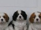 Chiots cavalier king charles lof