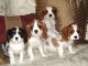 Chiots cavalier king charles lof