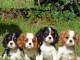 Adorables Chiots Cavalier King Charles Pure Race