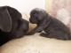 Superbes Chiots Cane Corso Pure Race