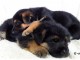 Magnifiques Chiots Berger Allemand Pure Race