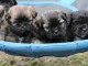 Superbes Chiots Lhassa Apso Pure Race 