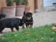 Magnifiques Chiots Rottweiller Pure Race